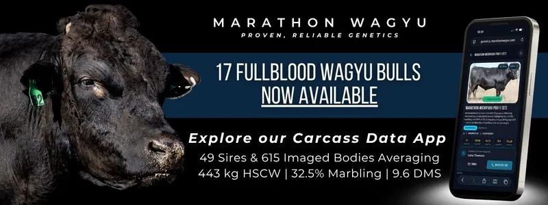 Marathon Wagyu banner. A black Fullblood Wagyu bull beside the words "17 Fullblood Wagyu bulls now available", and a phone showing the carcase data app: 49 sires and 615 imaged bodies averaging 443 kg HSCW, 32.5 per cent marbling and a 9.6 Digital Marble Score.
