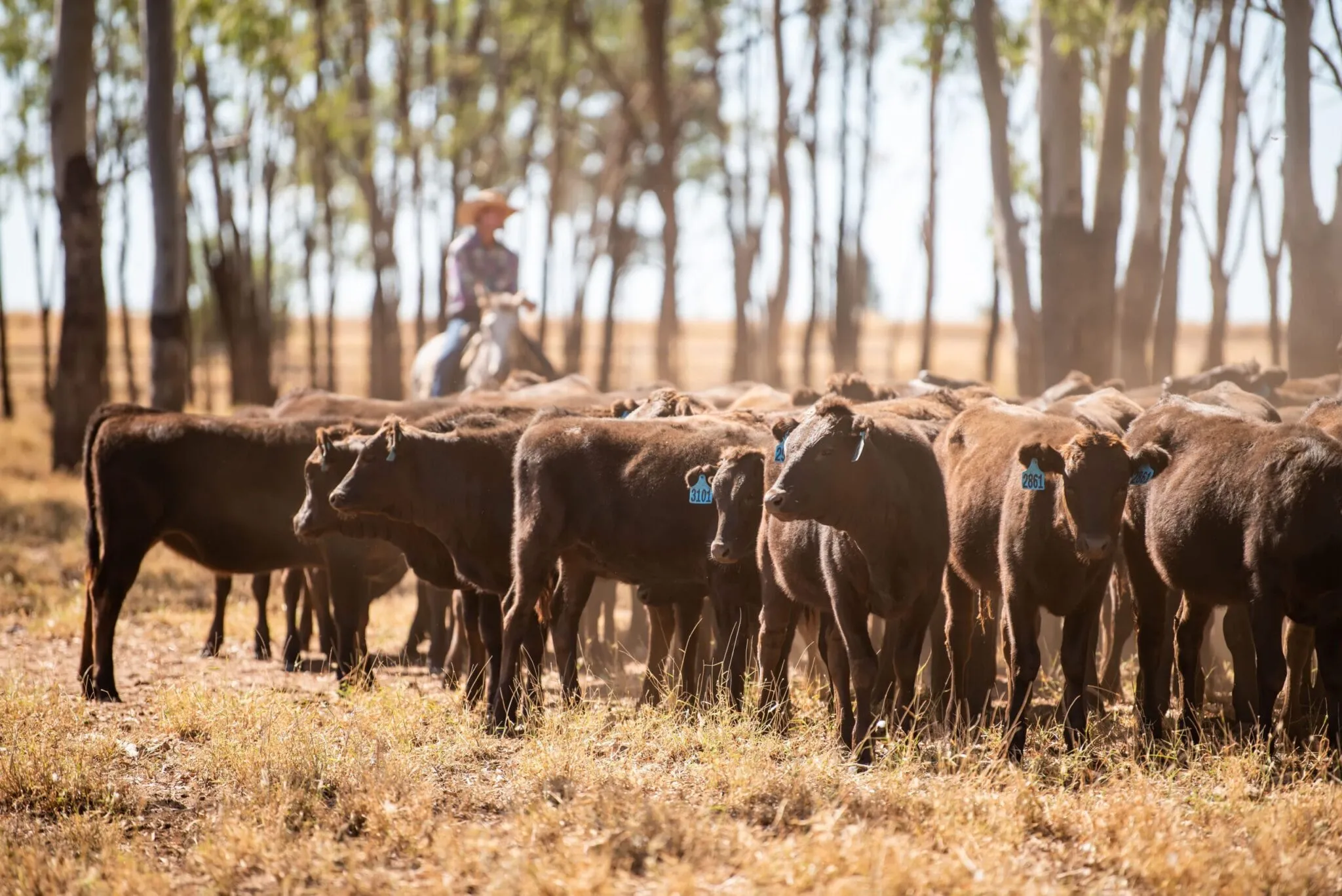 A mob of Wagyu cattle moving through open gum country, a rider behind them