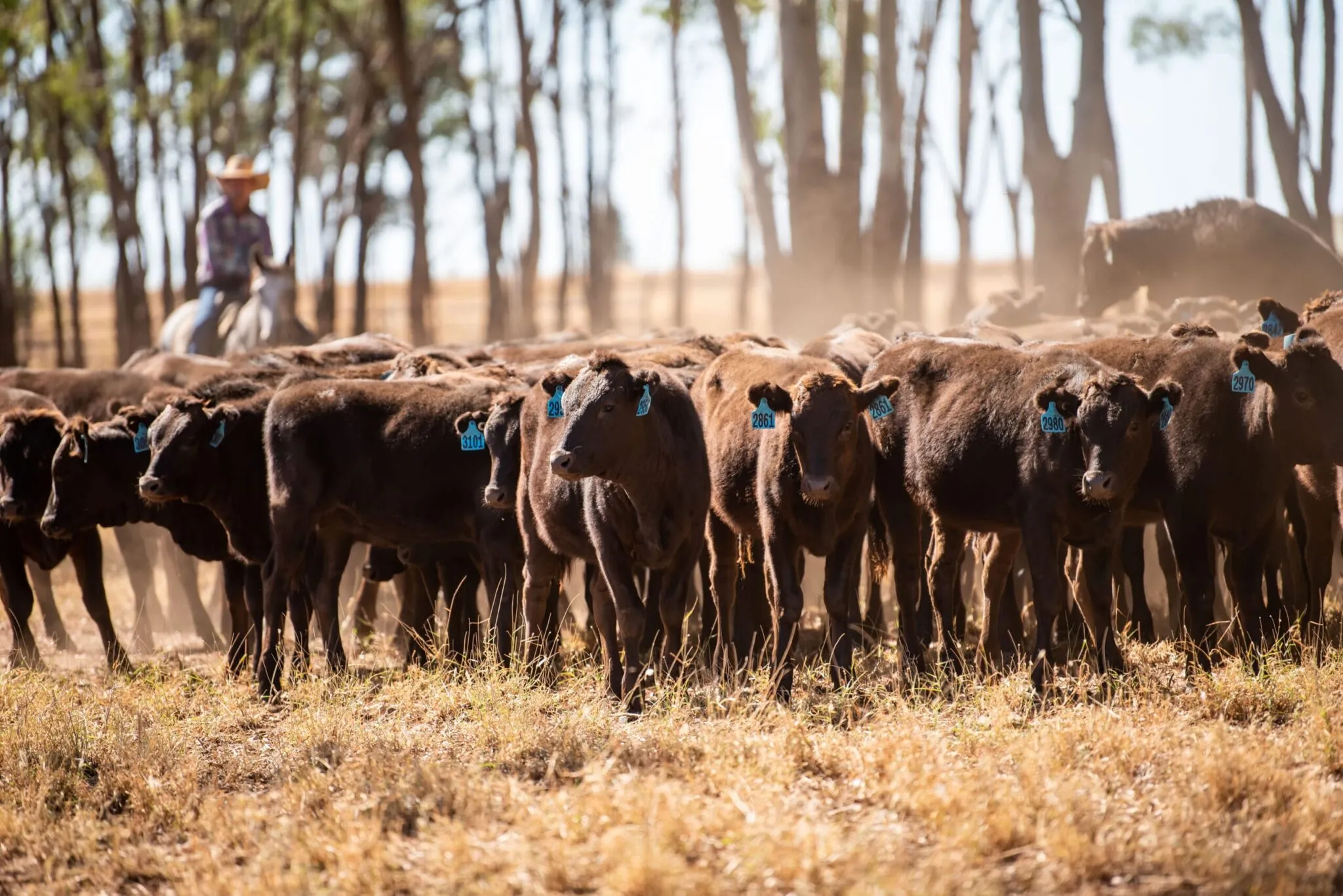 Wagyu cattle in the yards