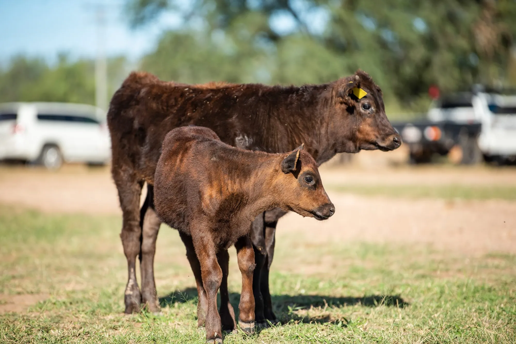 A tagged Wagyu cow standing with her calf